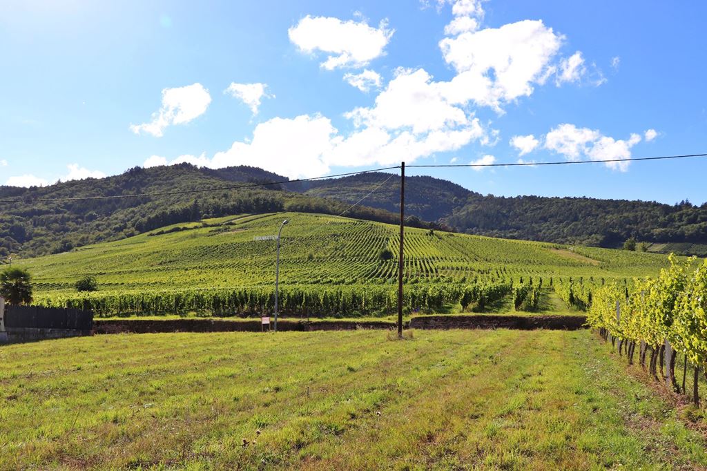 Terrain DAMBACH LA VILLE 500000€ ALSACE TRANSACTIONS IMMOBILIÈRES Terrain DAMBACH LA VILLE 500000€ ALSACE TRANSACTIONS IMMOBILIÈRES
